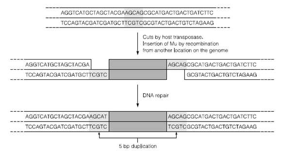 1188_Transposition 2.png